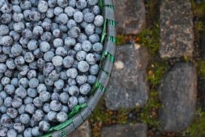 Extracto de bayas acai