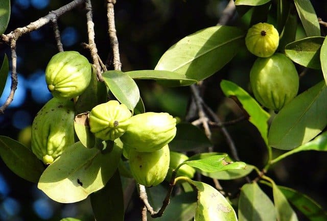garcinia cambogia 343535 640