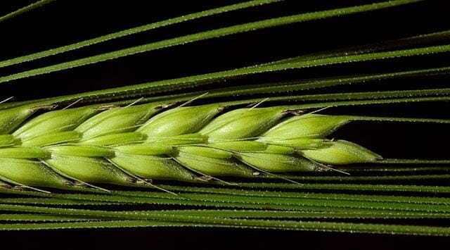 grano