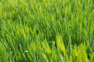 grass 657264 640 300x199 1