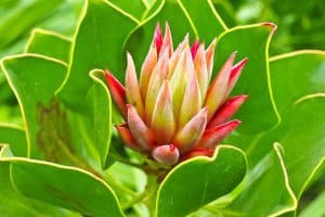 ingredientes naturales de las plantas