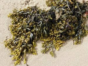 de fucus vesiculosus