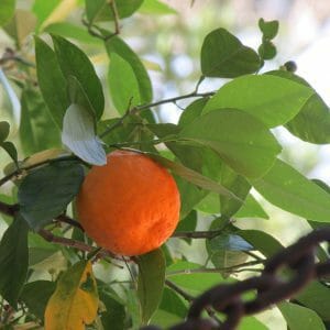 naranja
