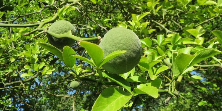 Naranja amarga