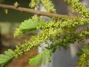 Amla grosellero de la India