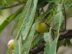 Amla (grosellero de la India