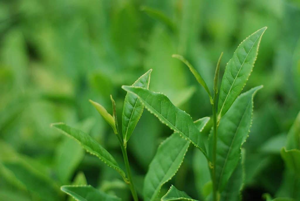9348724238 a49342a3aa k tea