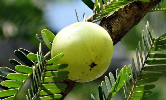Amla grosellero de la India