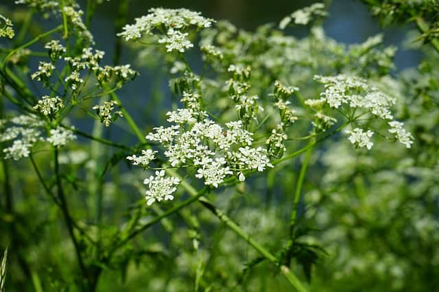 Alcaravea