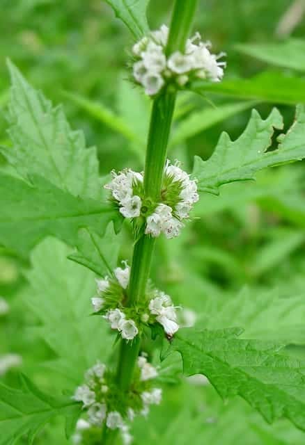 hierbas medicinales 