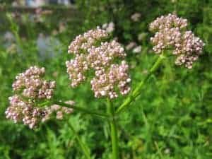 de lúpulo y valeriana