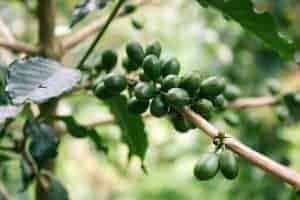 granos de café verde