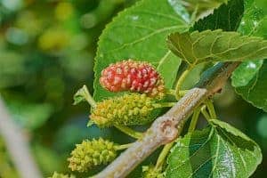 sustancias naturales