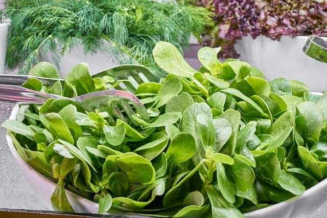 lettuce