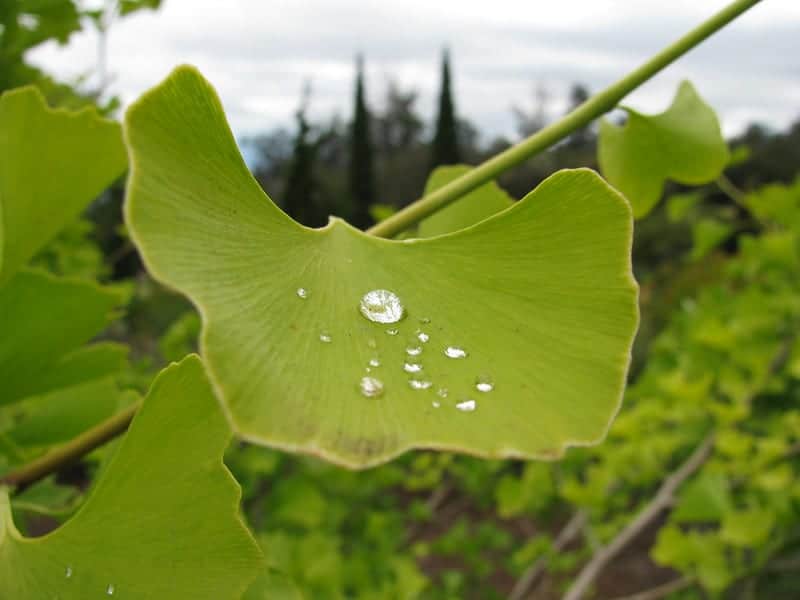Ginkgo biloba