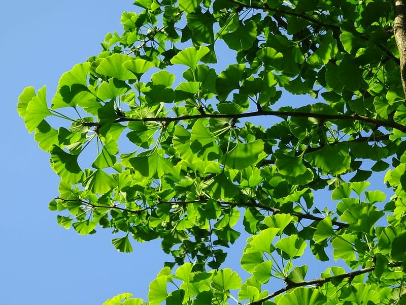 Ginkgo biloba