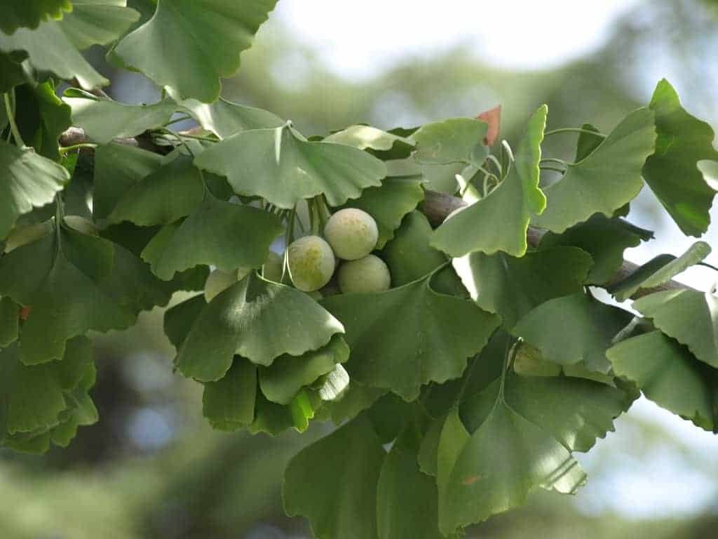 Ginkgo biloba
