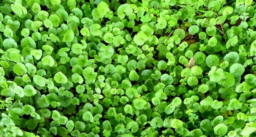 Gotu kola