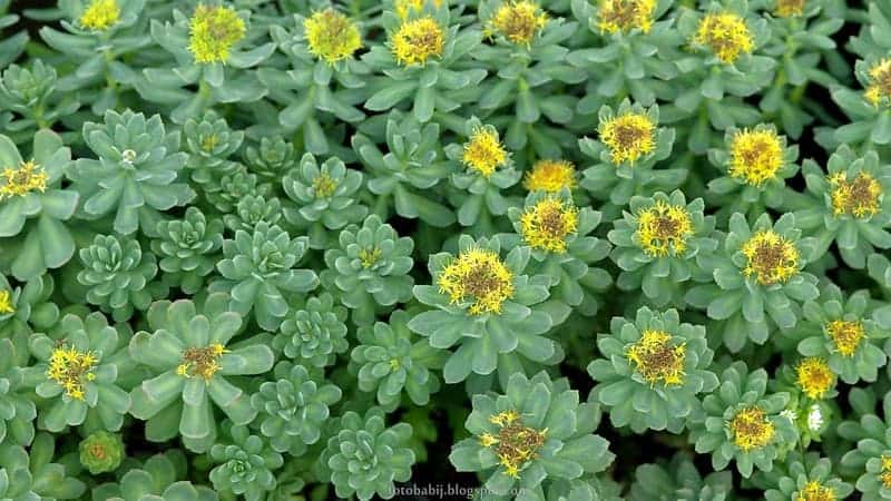 rhinestone, Rhodiola rosea