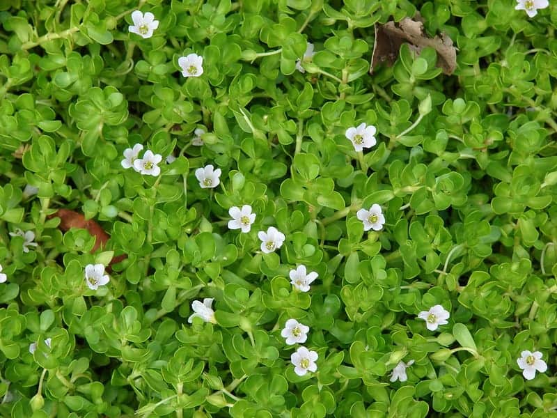 Bacopa monnieri (bacopa de hoja pequeña, brahmi) una maravillosa