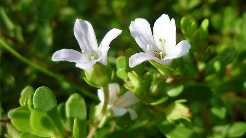 Bacopa monnieri