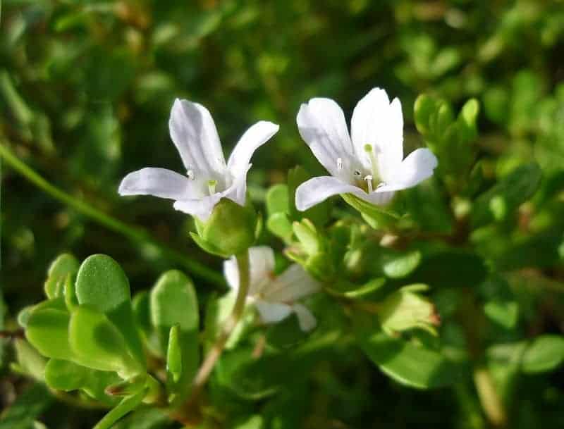Bacopa monnieri