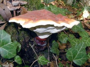 Reishi (Ganoderma lucidum)