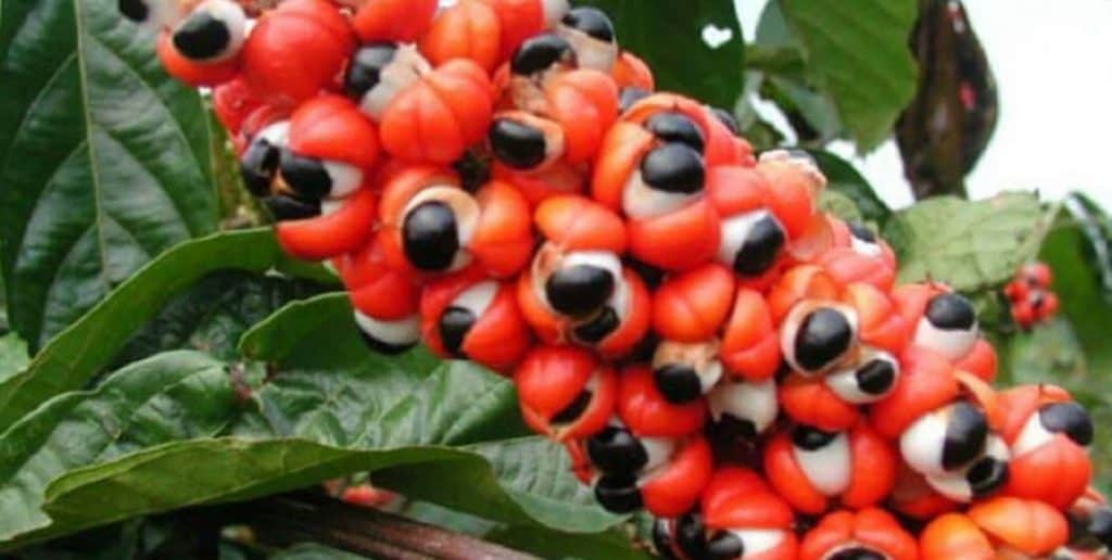 guarana