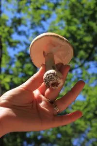 reishi