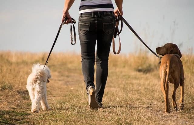 la mujer camina con los perros