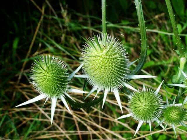 cardo manchado, planta