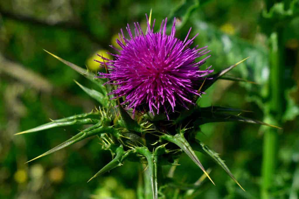 Silybum marianum, cardo manchado