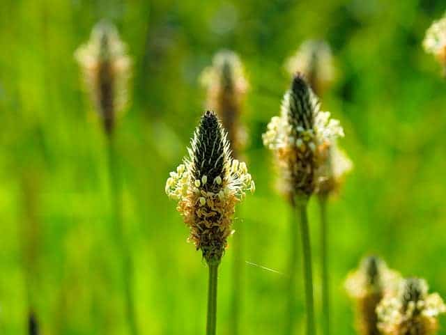 nature
