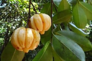garcinia cambogia 342760 640 1 300x200 1