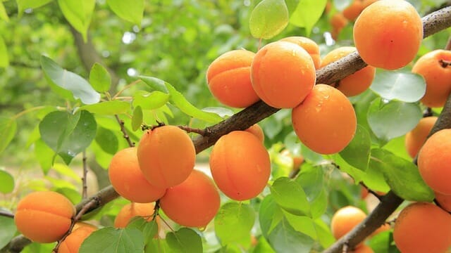  Albaricoques