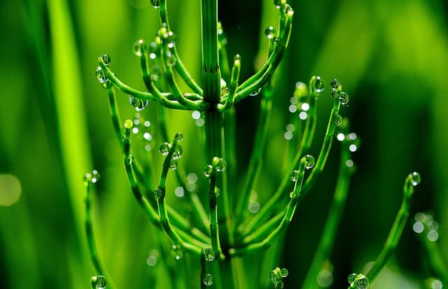 horsetail 4246312 640