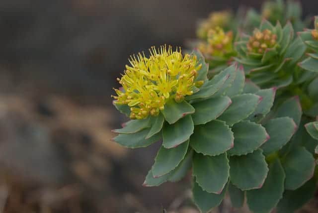  Rhodiola rosea
