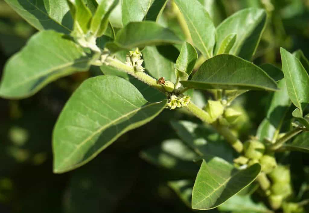  ashwagandha