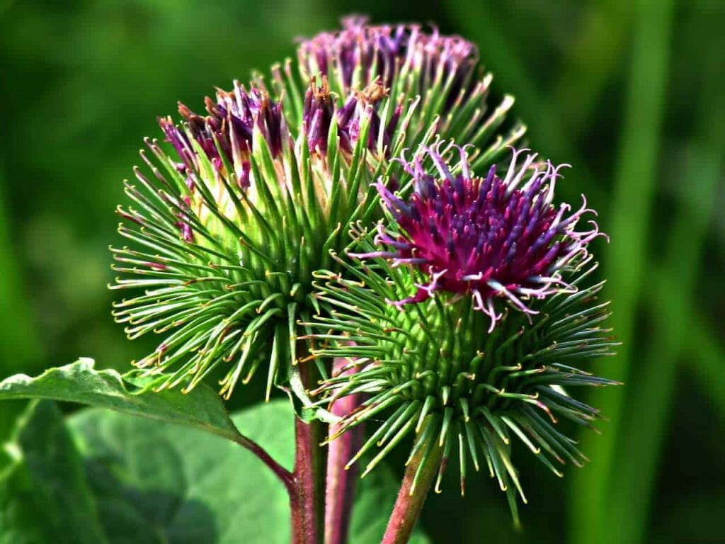 thistle 2702532 1280