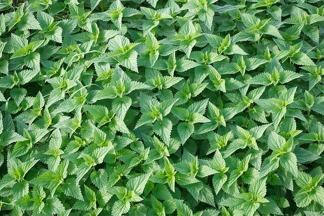 nettle g4397b1ef5 640