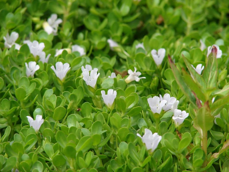 bacopa monnieri