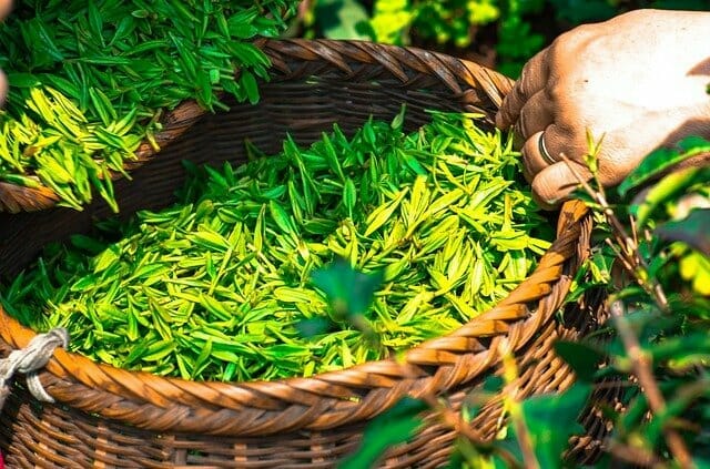 tea gbced9f8f5 640
