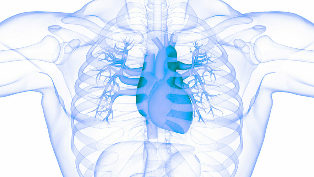 gráfico que representa el corazón humano
