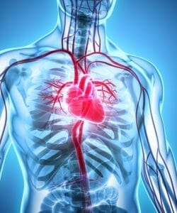  Gráfico del corazón humano