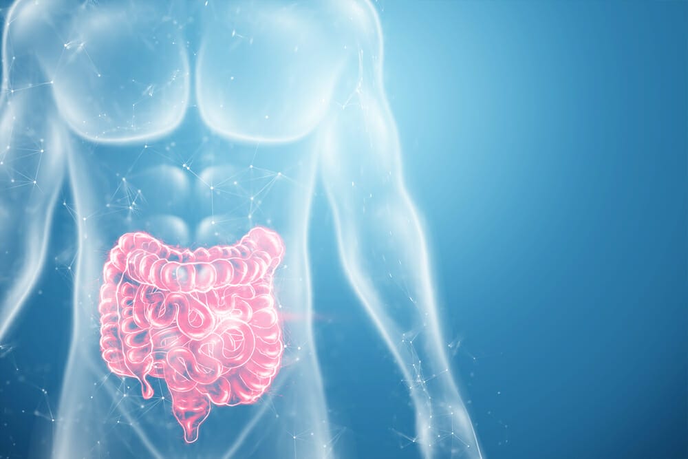 gráfico del intestino humano