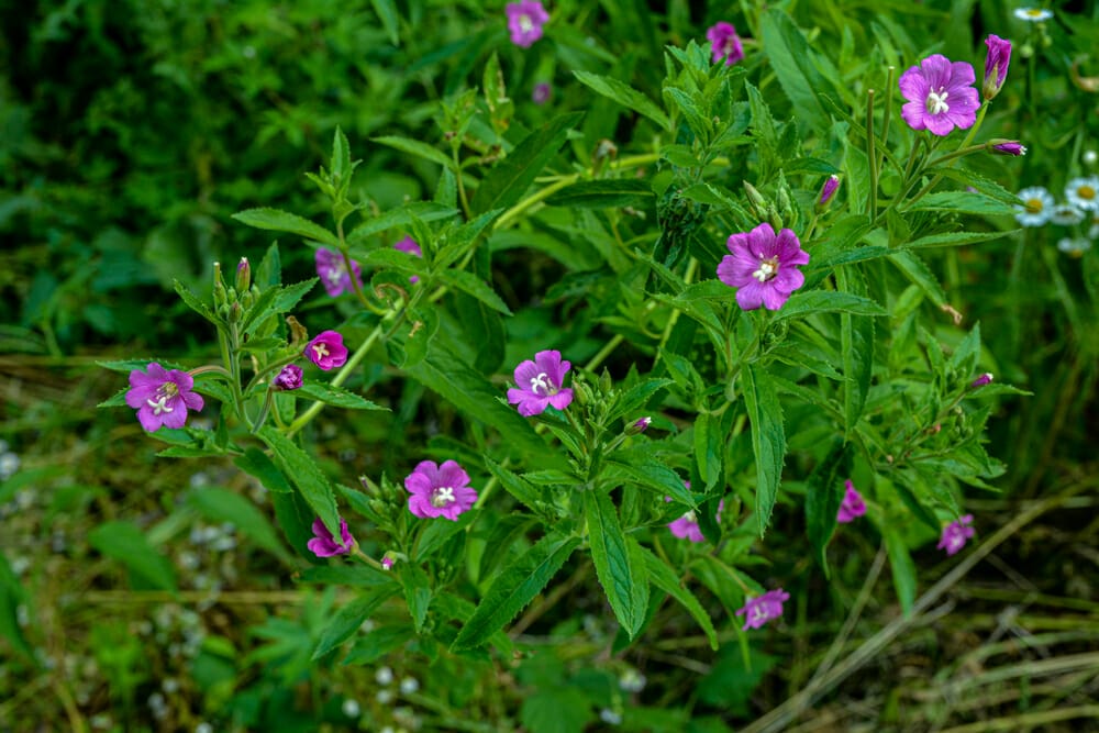 Depositphotos 588738930 S