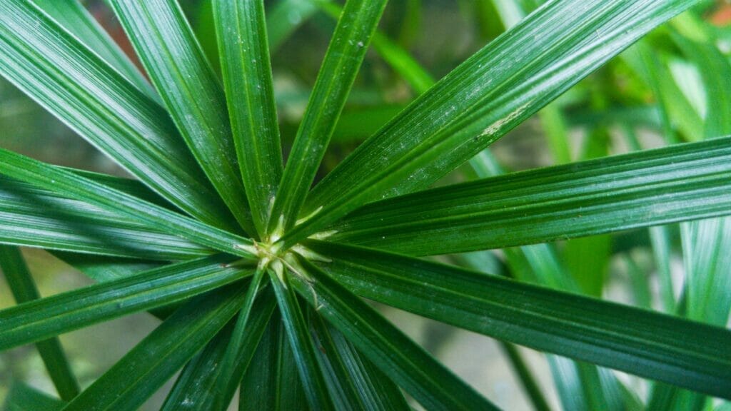 Palmera sabal