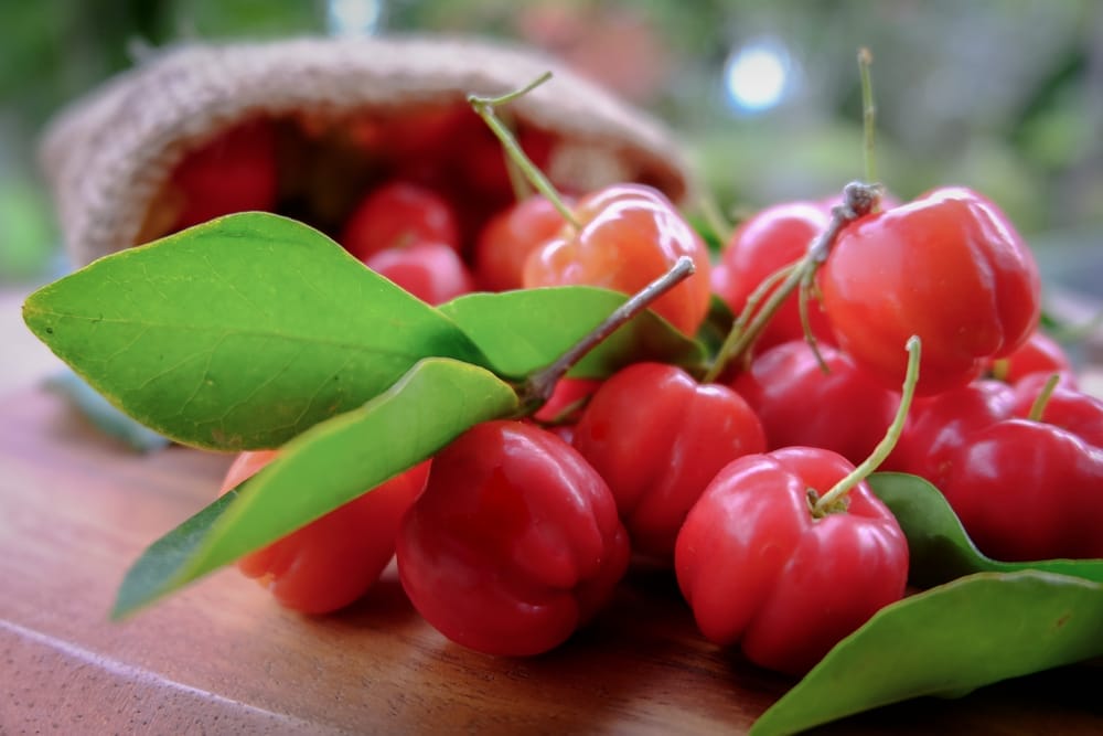  fruto de acerola
