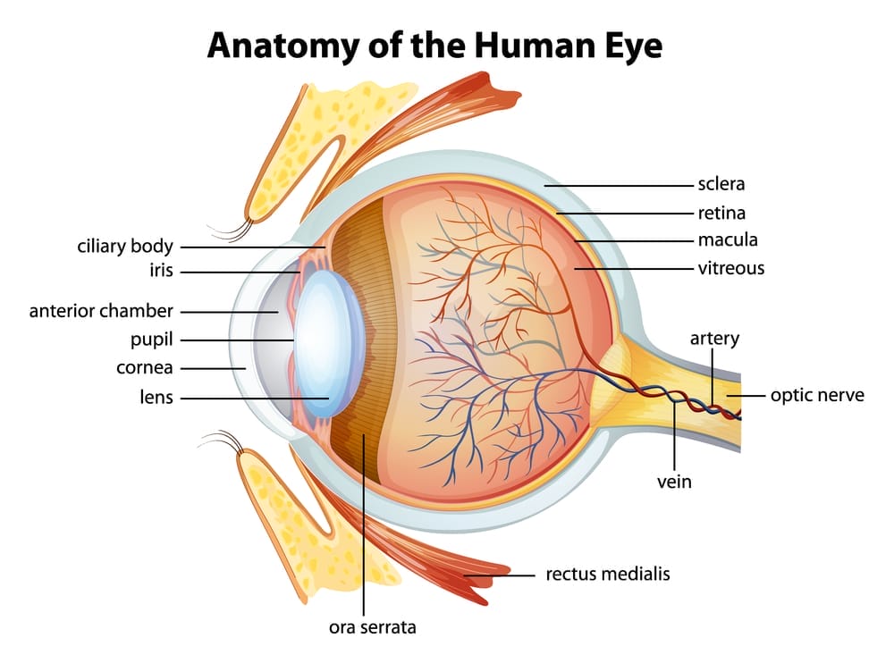 Esquema del ojo humano