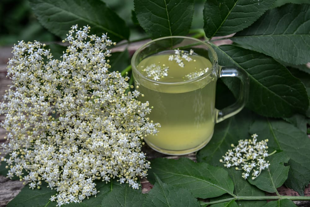  Flores de saúco, junto a un vaso de infusión de flores de saúco